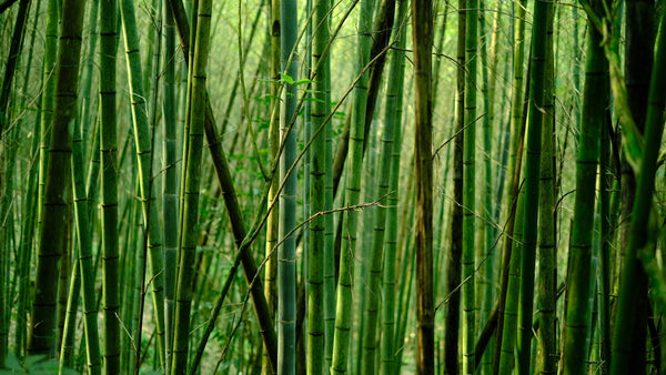 Bambus planten til den miljøbevidste forbruger - Bambui