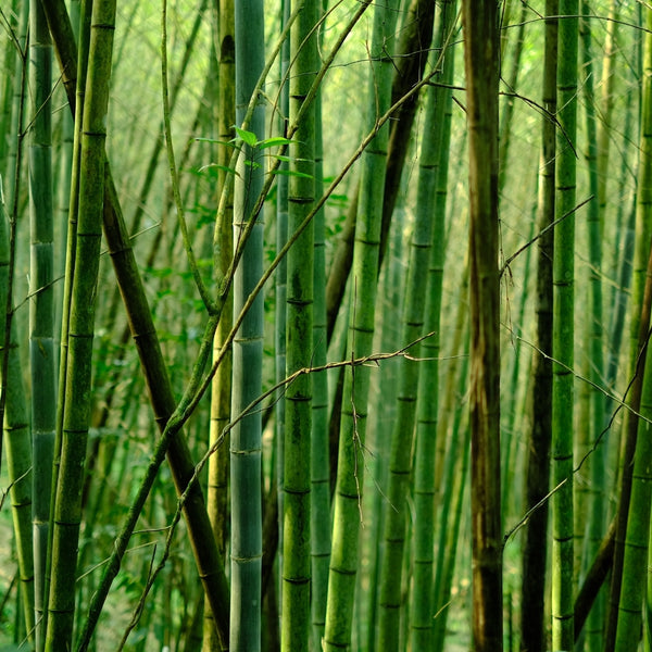 Bambus til den miljøbevidste forbruger ✓ Bambui.dk
