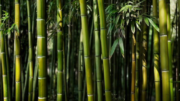 Er bambus bæredygtigt? - Bambui