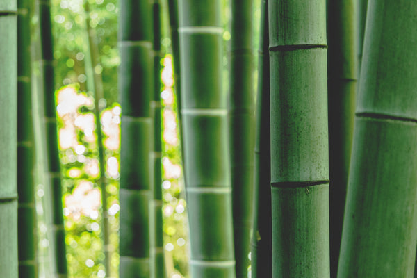 Dette vidste du ikke om bambus - Bambui